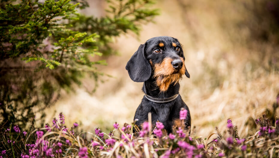 Long haired dachshund store wirehaired